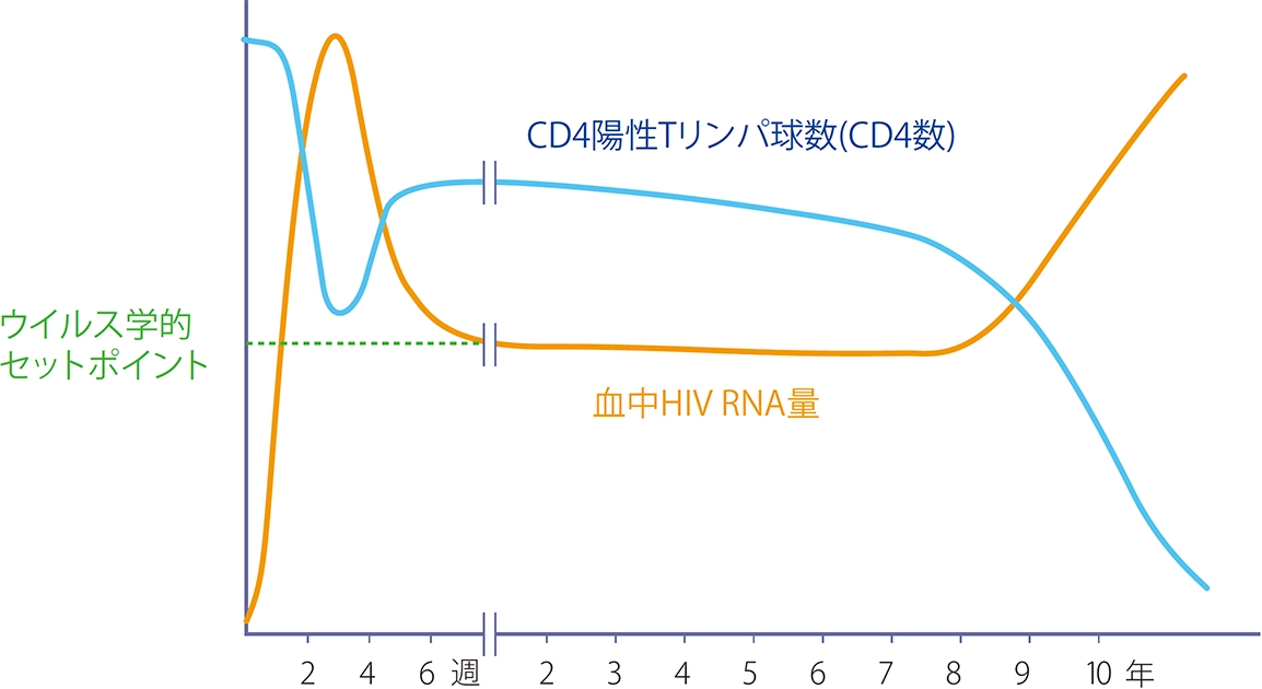 急性感染期から無症候期、AIDS期までの間に変動するCD4陽性Tリンパ球数（CD4数）とHIV RNA量のグラフ。CD4数とHIV RNA量の変動が緩やかになり始める時期の値をウイルス学的セットポイントとしている。