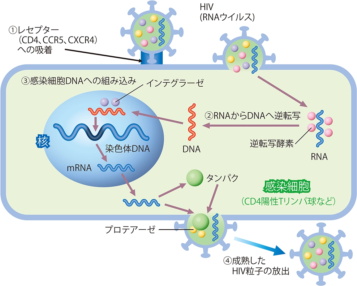 HIV（RNAウイルス）宿主細胞に侵入し増殖する仕組みを解説している図