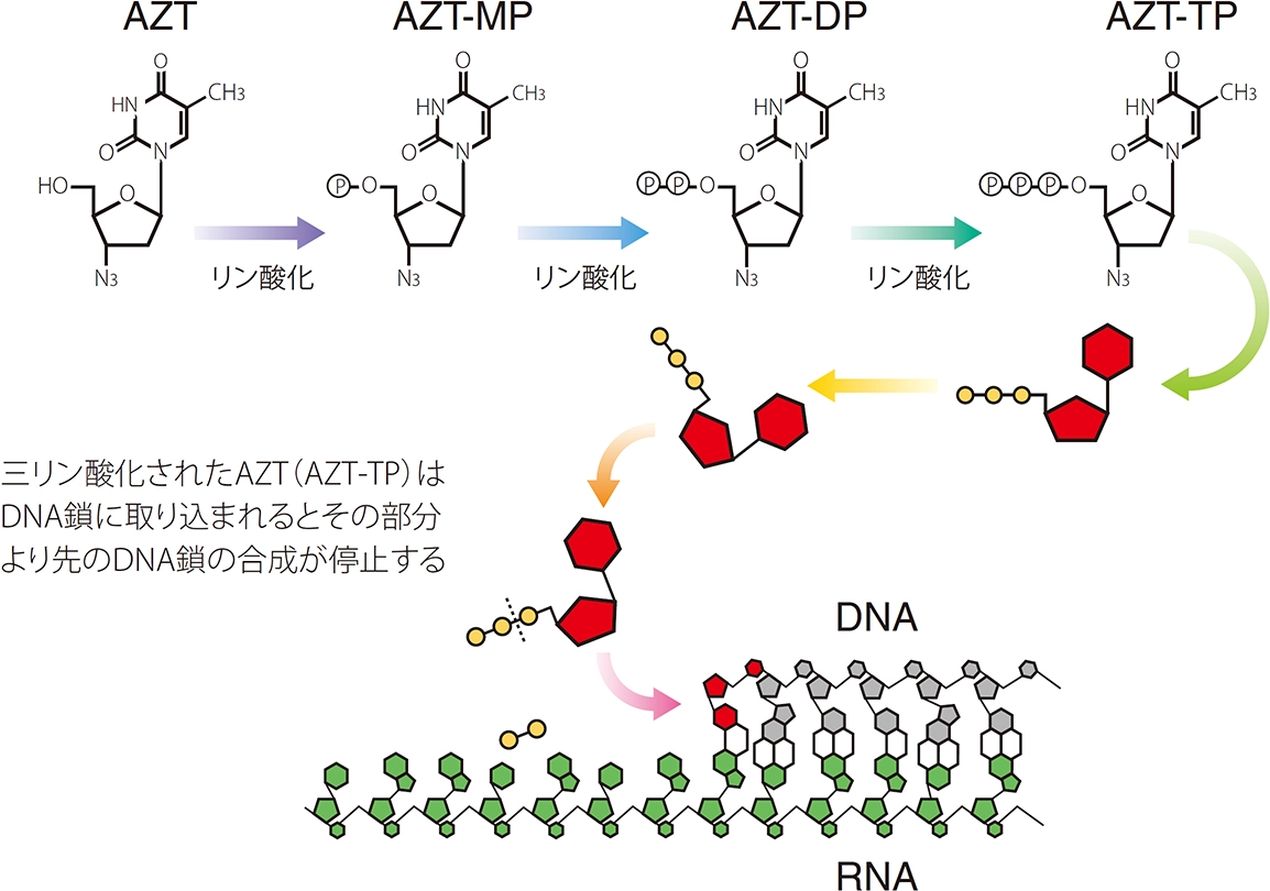 AZTの作用を解説している図。AZTは順にAZT-MP、AZT-DP、AZT-TPへと三リン酸化される。AZT-TPがDNA鎖に取り込まれるとその部分より先のDNA鎖の合成が停止する。