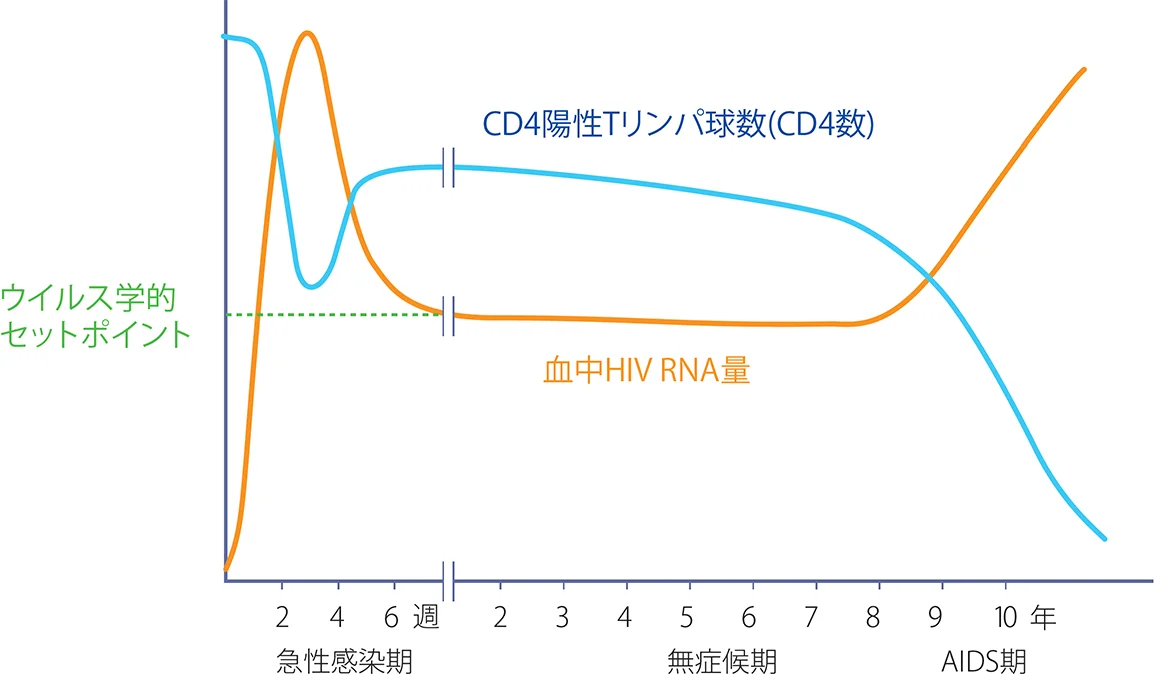 急性感染期から無症候期、AIDS期までの間に変動するCD4陽性Tリンパ球数（CD4数）とHIV RNA量のグラフ。CD4数とHIV RNA量の変動が緩やかになり始める時期の値をウイルス学的セットポイントとしている。