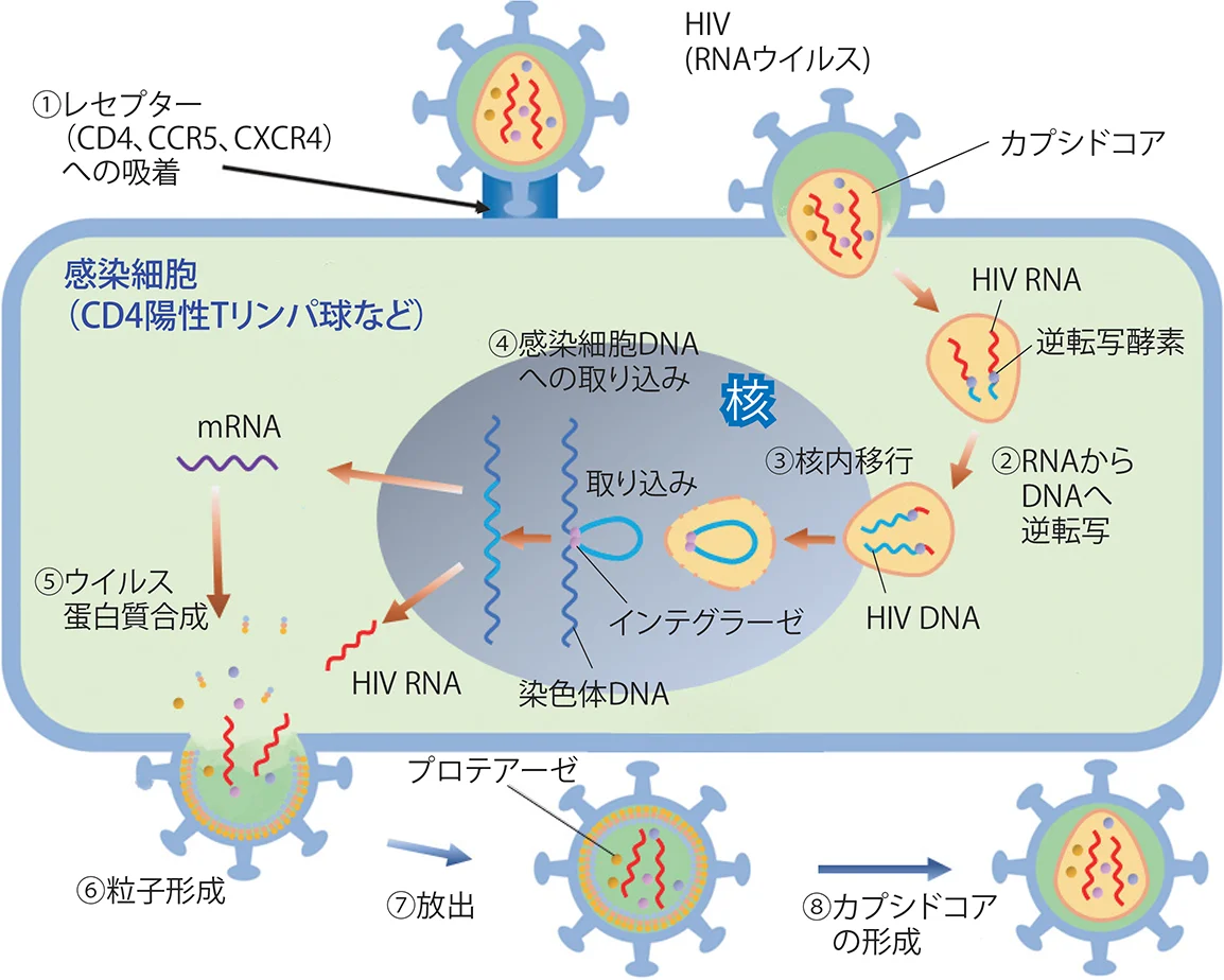 （1）HIV（RNAウイルス）がレセプター（CD4, CCR5, CXCR4）への吸着（2）RNAからDNAへ逆転写（3）感染細胞DNAへの組み込み（4）成熟したHIV粒子の放出（5）ウイルス蛋白質合成（6）粒子形成（7）放出（8）カプシドコアの形成