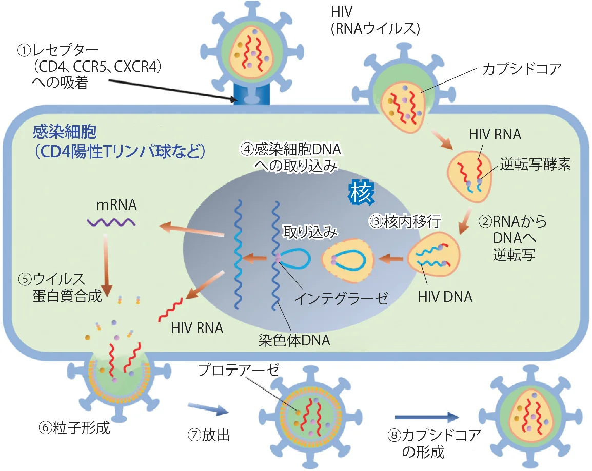 (1)HIV(RNAウイルス)がレセプター(CD4, CCR5, CXCR4)への吸着(2)RNAからDNAへ逆転写(3)感染細胞DNAへの組み込み(4)成熟したHIV粒子の放出(5)ウイルス蛋白質合成(6)粒子形成(7)放出(8)カプシドコアの形成
